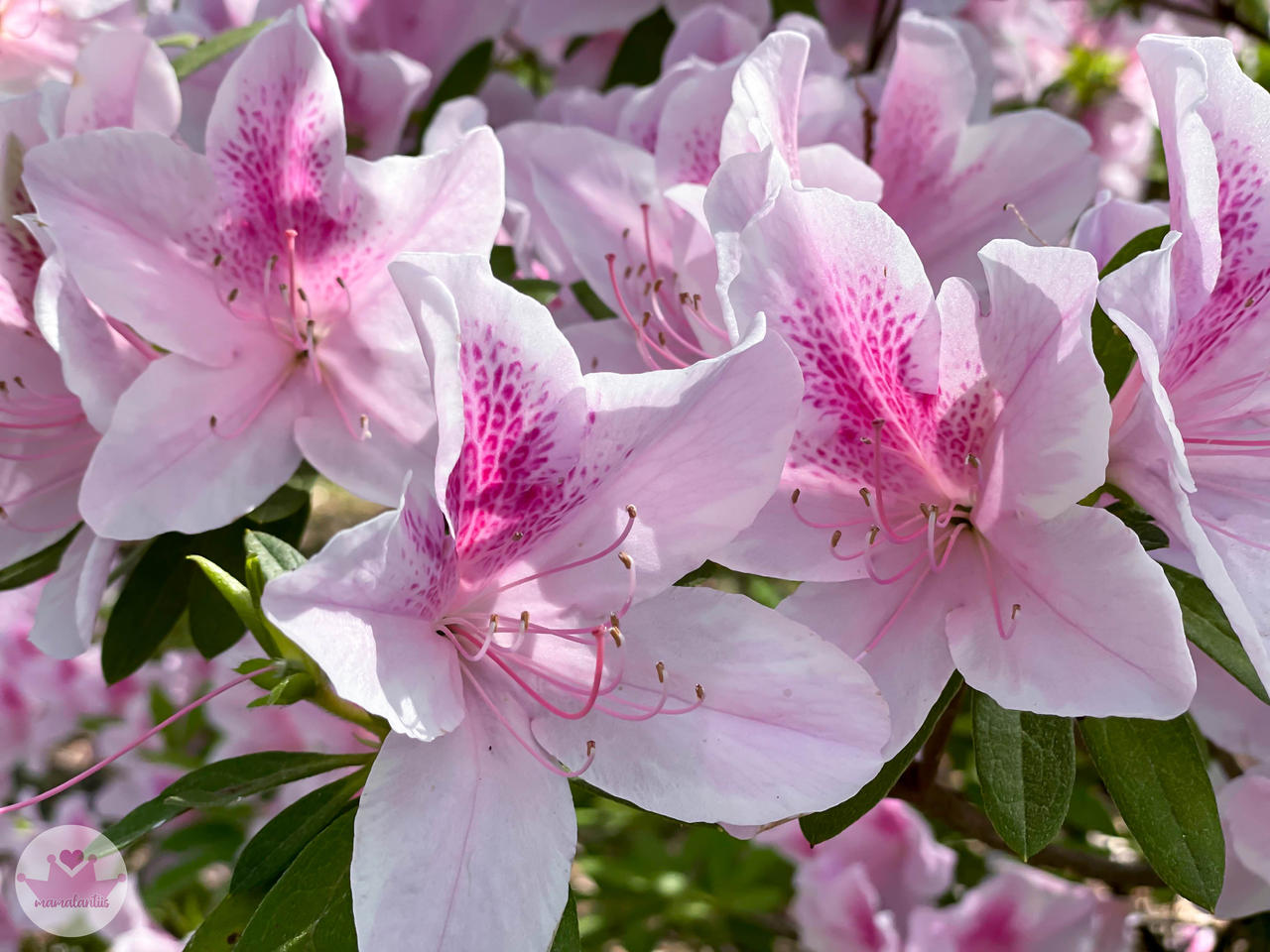 Pink Azaleas