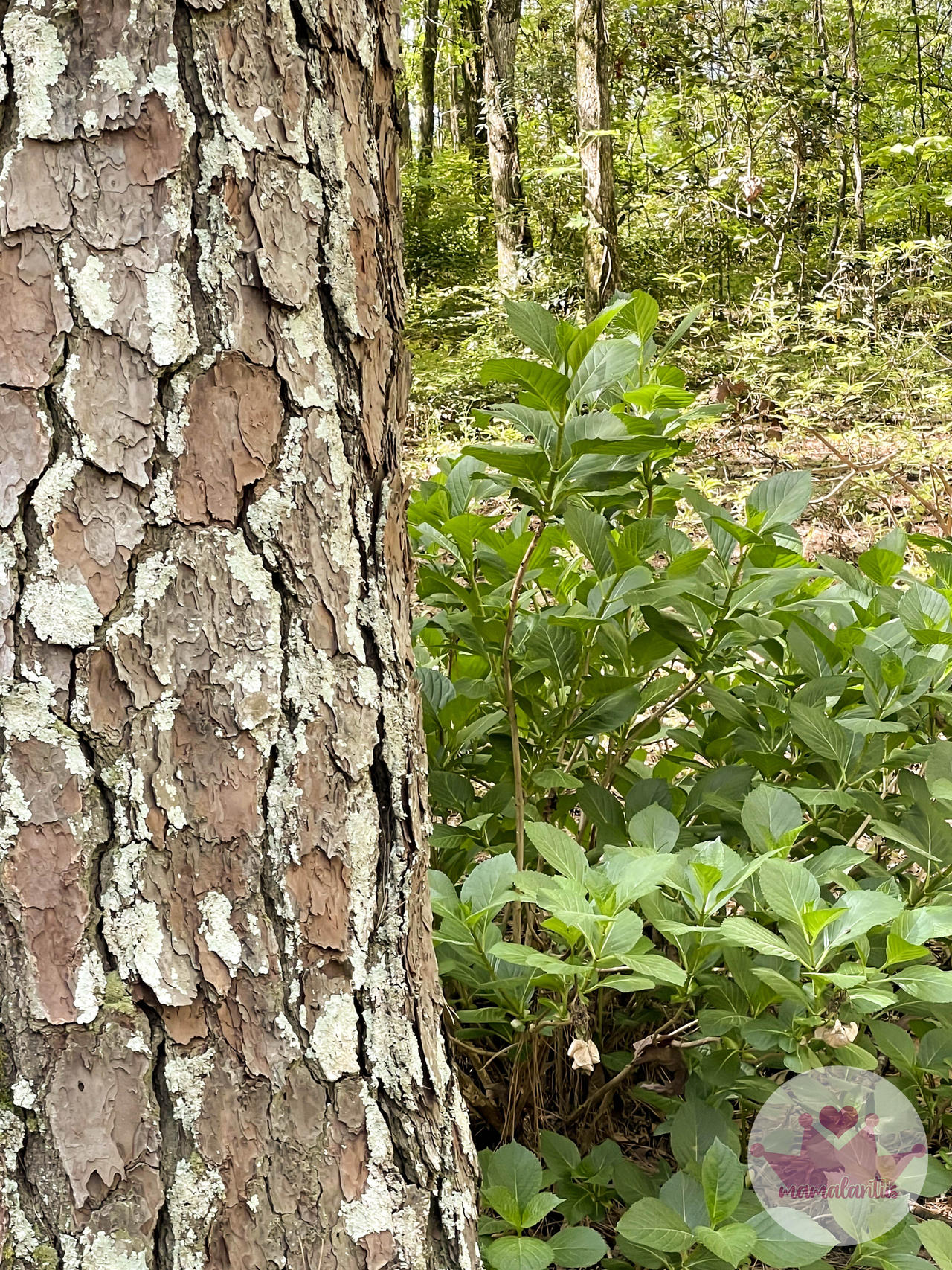 Greenery