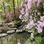 Pond