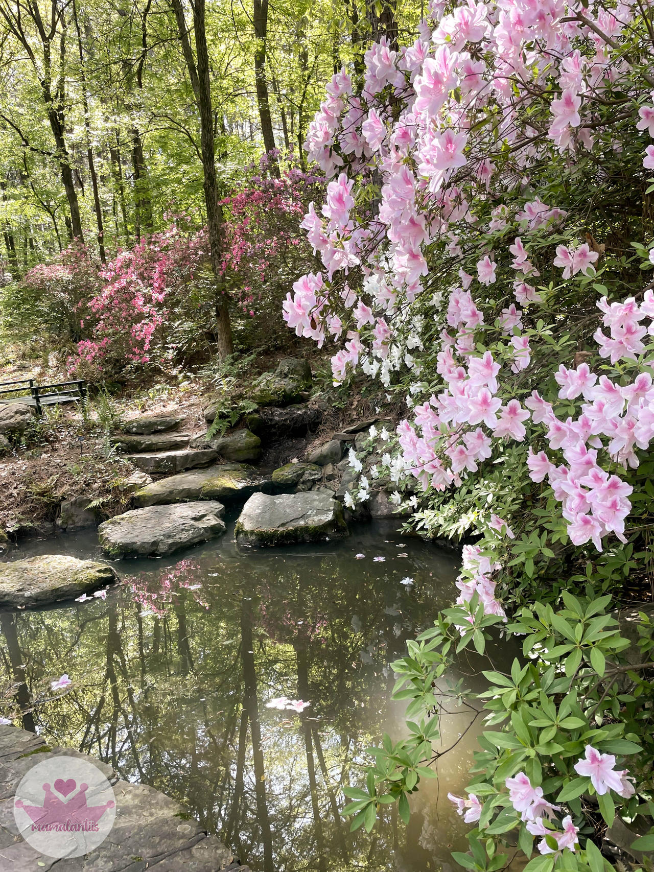 Pond