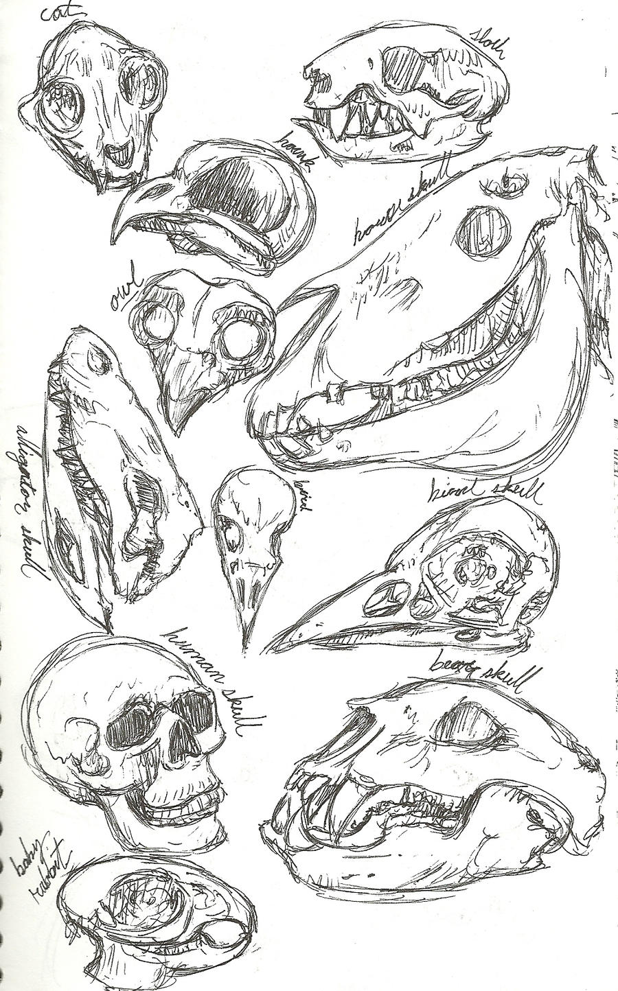 Sketchbook Skulls 1.