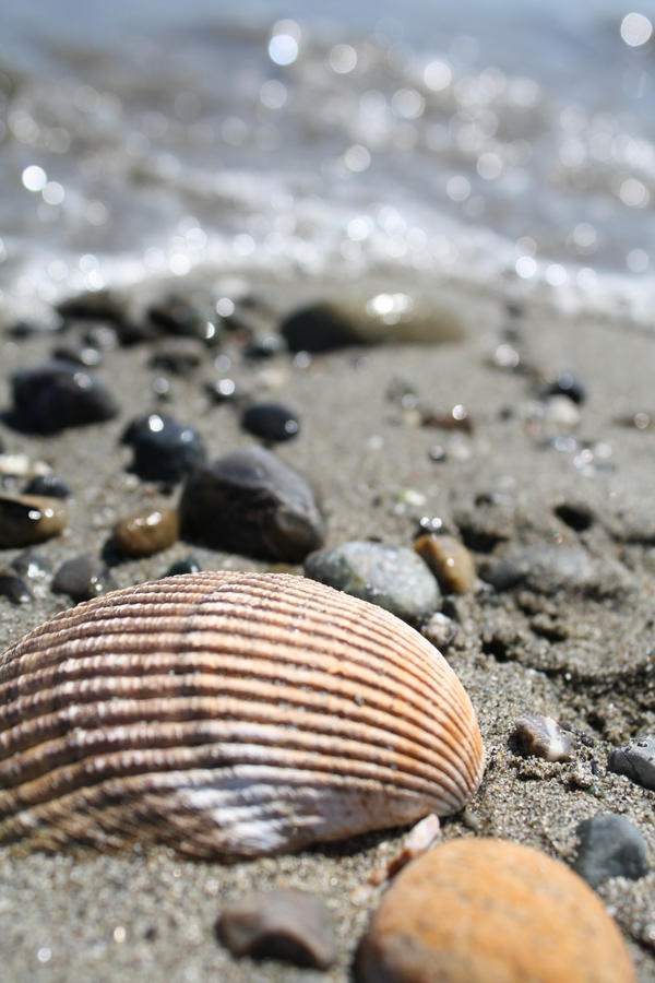 Shell Watervraft Shell Water by AbsoluteEuphoria on DeviantArt