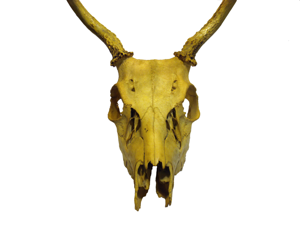 Animal Skull png by stockphotography1 on DeviantArt Animal Skull png by stockphotography1 on DeviantArt
