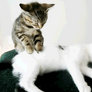Cat Massage