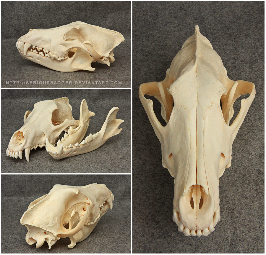 Wolf skull