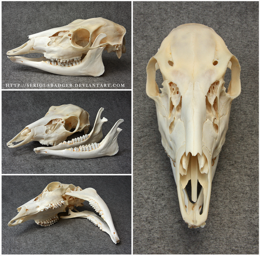 Doe skull