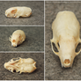 Ermine skull