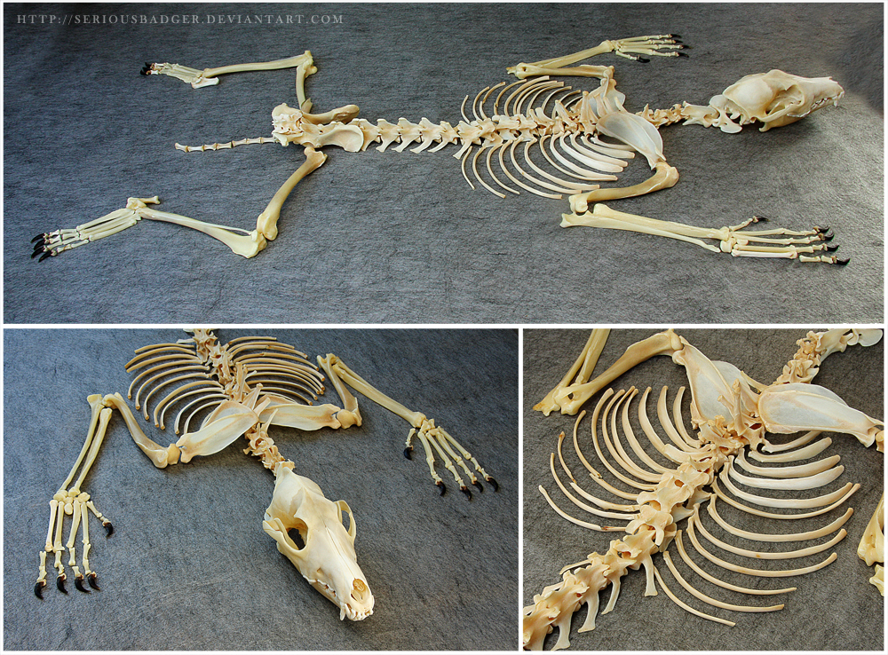 Coyote skeleton