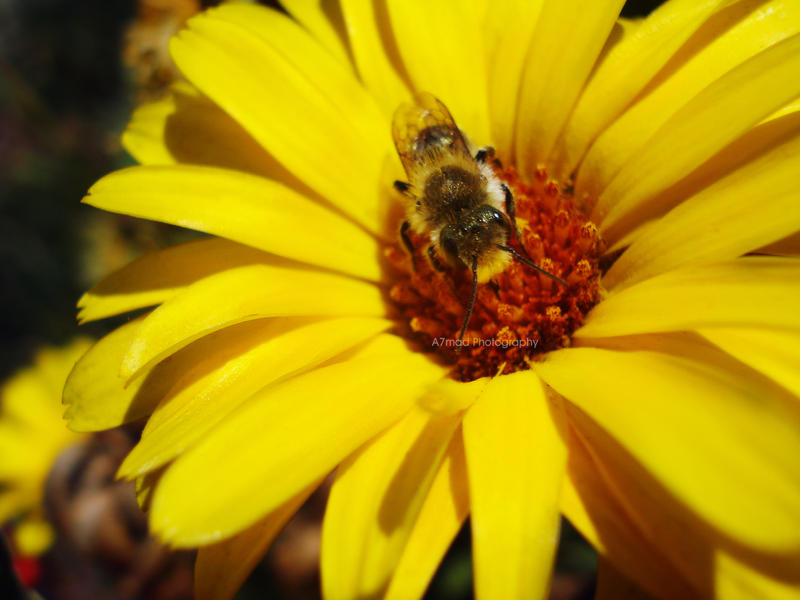 Honey maker