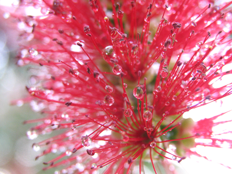 microcosmos: banksia dew