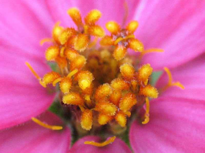 microcosmos: stamens