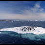 adelie penguins