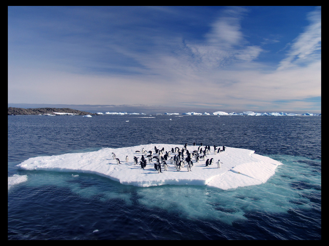 adelie penguins