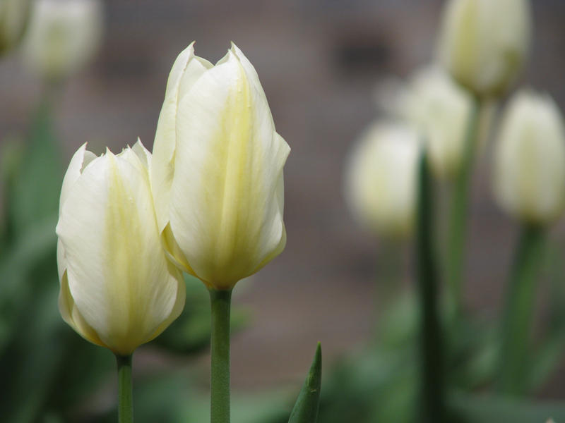 Tulip Duo