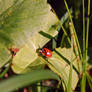 Do you like ladybugs?