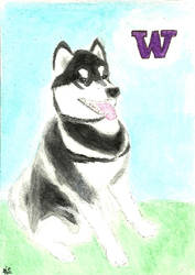 University of Washington Husky