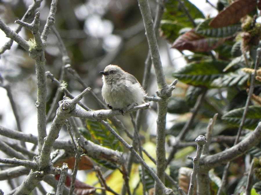 Little Bird