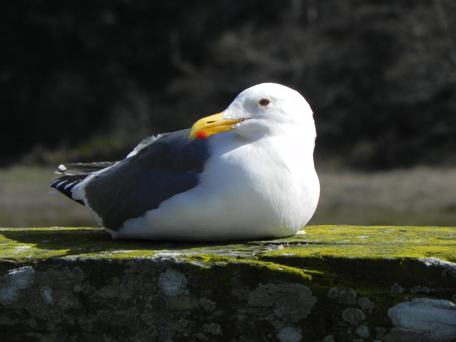 Western Gull along Big River