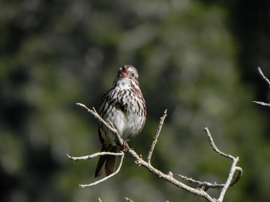 Sparrow singing a love song!