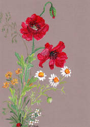 Poppies / Mohn 1