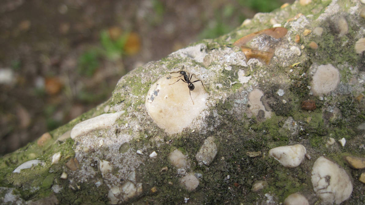 One Lone Ranger by Rudahn on DeviantArt