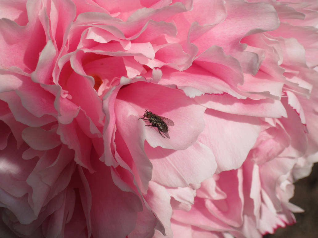 Beauty marred by disease? by Rudahn on DeviantArt