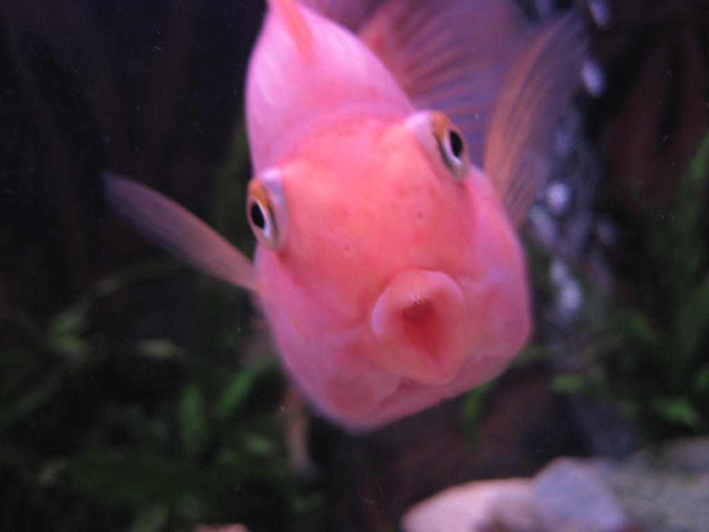 O-Face by Rudahn on DeviantArt