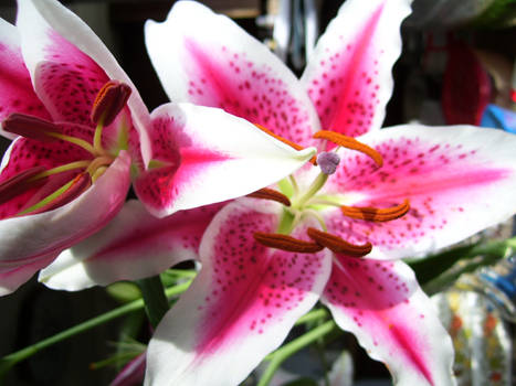 Lilies 01