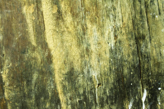 rotten wood texture