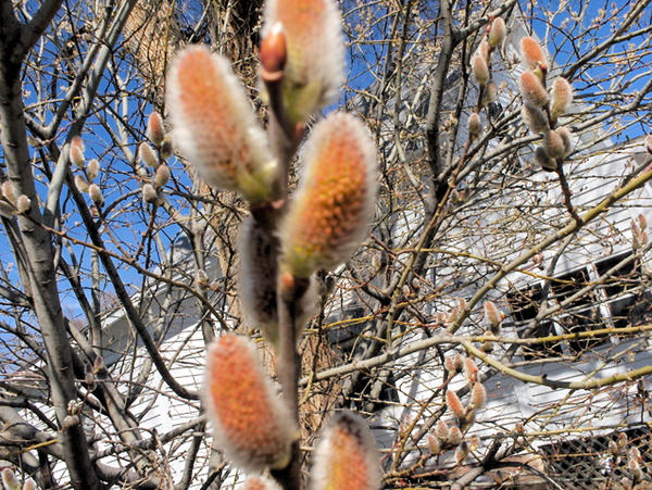 Fuzzy Tree 2 by Twelfth12 on DeviantArt