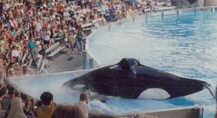 Kanduke The Killer Whale 1990