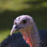 Ugly Turkey