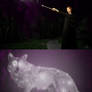 HBP: Tonks + Her New Patronus