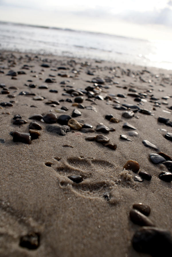 footprint.