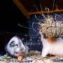 Hay and a Carrot