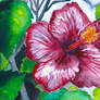 Hibiscus