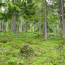 Forest stock 01