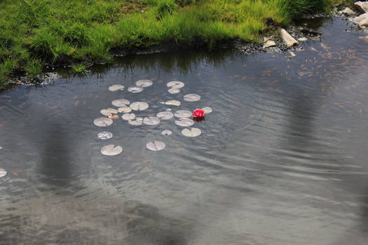 Water lilies stock