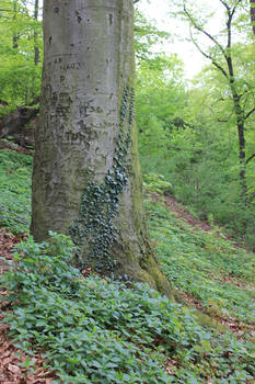 Tree trunk w. ivy stock