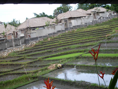 Rice Fields in Bali