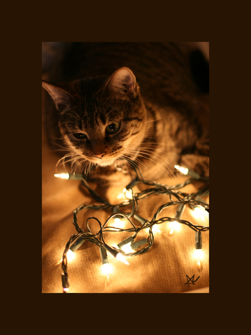 Christmas cat