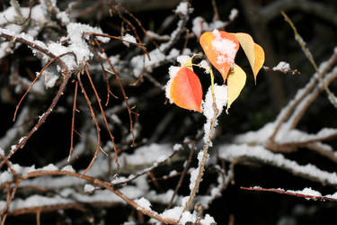 Last Leaves of Fall