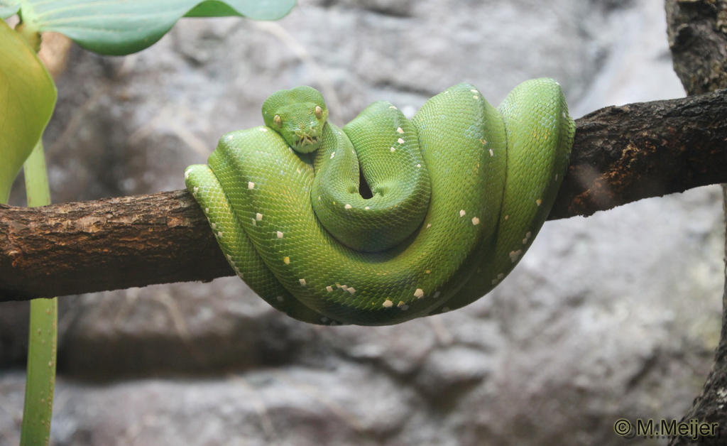 Boom Python by MelvinMeijer on DeviantArt