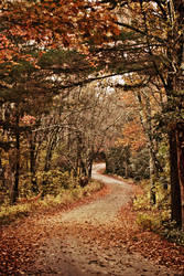 Autumn road