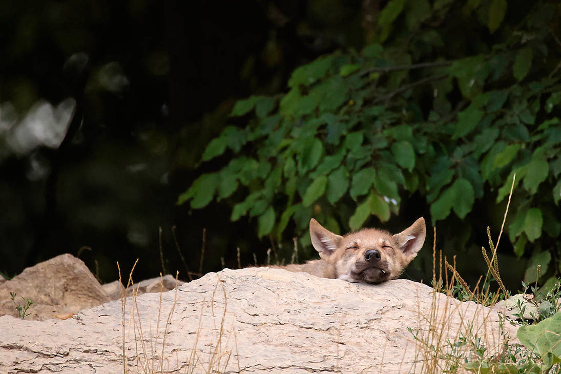 Lithe Wolf Little Wolf by lausbub2 on DeviantArt