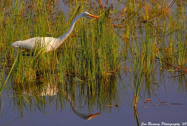 Hungry Egret