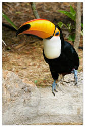 Toucan