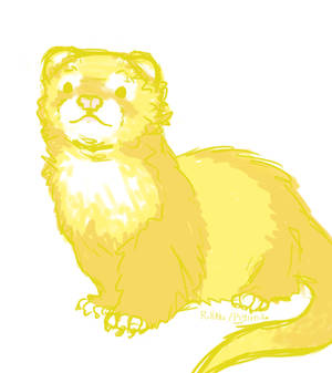 Ferret doodle