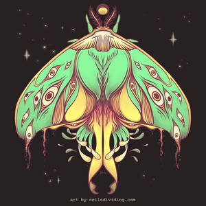 Luna moth