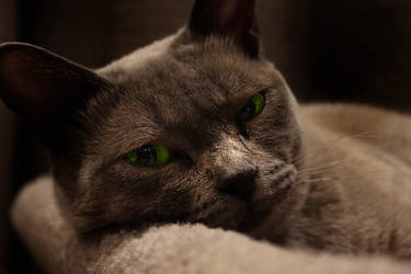 Burmese cat